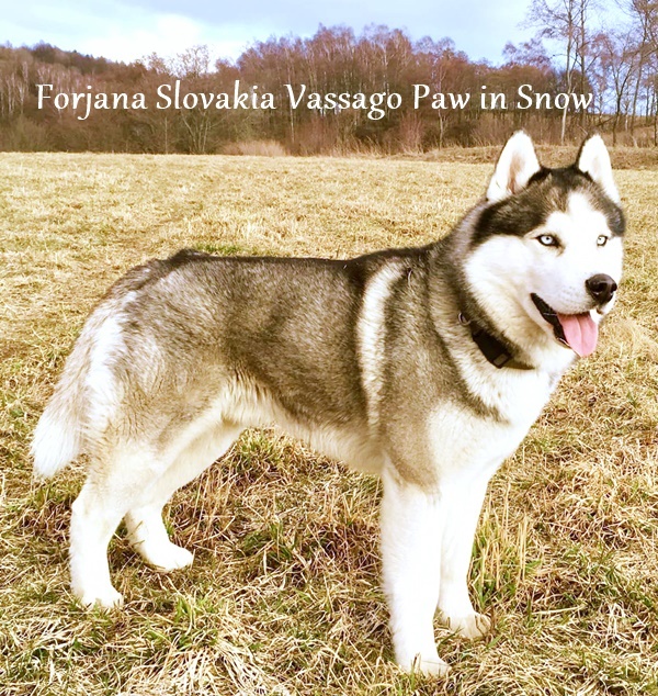 Vassago Paw in Snow